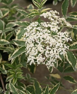 Instant Karma Shrub, Sanivalk, Variegated Leaves
Proven Winners
Sycamore, IL