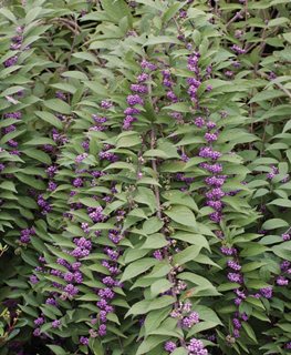 Issai Callicarpa, Callicarpa Dichotoma, Purple Berry Shrub
Millette Photomedia