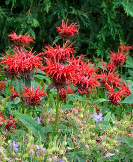 Jacob Cline Bee Balm, Monarda Didyma, Red Flower
Alamy Stock Photo
Brooklyn, NY