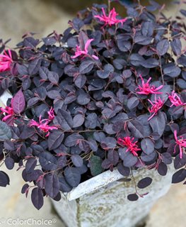 Jazz Hands Mini Loropetalum, Chinese Fringe Flower
Proven Winners
Sycamore, IL