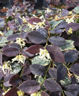 Jazz Hands Night Moves Loropetalum, Loropetalum Chinense, Flowering Shrub
Proven Winners
Sycamore, IL