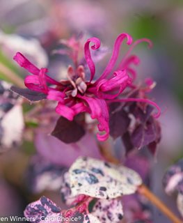 Jazz Hands Variegated Loropetalum, Fringe Flower, Irodori
Proven Winners
Sycamore, IL