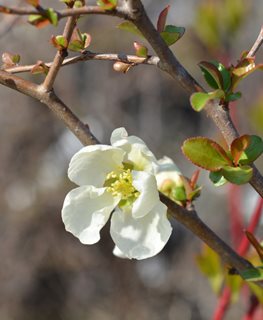 Jet Trail Quince, Chaenomeles X Superba, White Flowering Shrub
Shutterstock.com
New York, NY