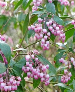 Katsura Pieris, Pieris Japonica
Shutterstock.com
New York, NY