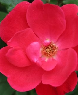 Knock Out Rose, Red Flower, Rosa
Shutterstock.com
New York, NY