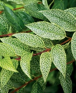 Kumson Korean Greenstem Forsythia, Forsythia Viridissima Koreana, Variegated Foliage
Spring Meadow Nursery
Grand Haven, MI