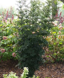 Laced Up Elderberry, Sambucus Nigra, Upright Shrub
Proven Winners
Sycamore, IL