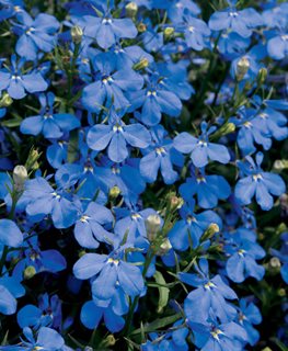 Laguna Dark Blue Lobelia, Lobelia Erinus, Blue Flower
Proven Winners
Sycamore, IL