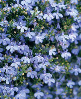 Laguna Sky Blue Lobelila, Lobelia Erinus, Light Blue Flower
Proven Winners
Sycamore, IL