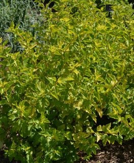 Lemon Candy Ninebark, Dwarf Ninebark
Millette Photomedia