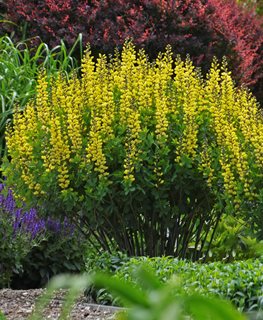 Lemon Meringe Decadence Baptisia, Baptisia Hybrid, Lemon Yellow Flowers
Proven Winners
Sycamore, IL