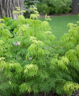 Lemony Lace Elderberry, Chartreuse Leaves, Sambucus Racemosa
Proven Winners
Sycamore, IL
