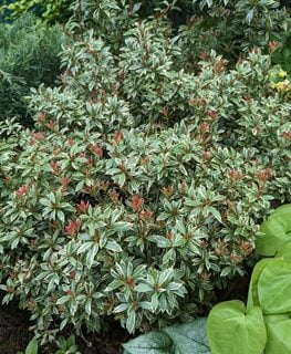 Little Heath Pieris, Pieris Japonica
Shutterstock.com
New York, NY