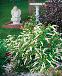 Little Henry Sweetspire, Itea Virginica
Proven Winners
Sycamore, IL