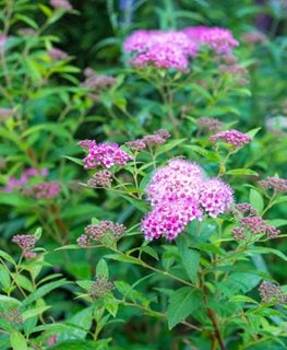 Little Princess Spirea, Spiraea Japonica, Flowering Shrub
Shutterstock.com
New York, NY