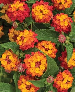 Luscious Citrus Blend Lantana, Lantana Camara
Proven Winners
Sycamore, IL