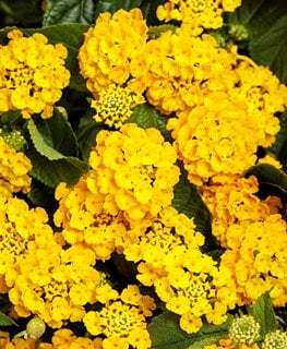 Luscious Royale Lemon Tart Lantana, Lantana Camara, Yellow Lantana
Proven Winners
Sycamore, IL