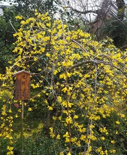 Lynwood Forsythia, Forsythia Suspensa
Shutterstock.com
New York, NY
