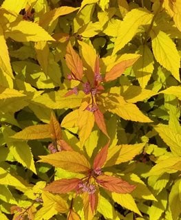 Magic Carpet Spirea, Spiraea Japonica
Shutterstock.com
New York, NY