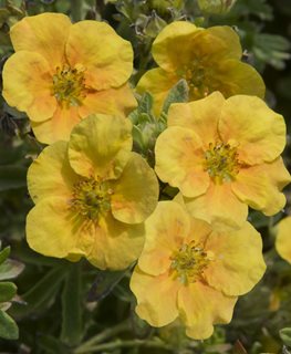 Mango Tango Potentilla, Potentilla Fruticosa, Flowering Shrub
Millette Photomedia