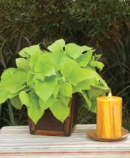 Sweet Potato Vine How To Plant Grow And Care For Ipomea Batatas Garden Design Sweet Potato Vine How To Plant Grow And Care For Ipomea Batatas Garden Design