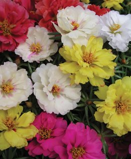 Margarita Mix Portulaca, Portulaca Grandiflora
Millette Photomedia