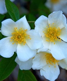 Mckay’s White Potentilla, Potentilla Fruticosa, White And Yellow Flower
Shutterstock.com
New York, NY
