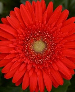 Mega Revolution Scarlet Red Gerbera Daisy, Red Gerbera Daisy
Proven Winners
Sycamore, IL