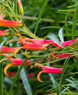 Mexican Cardinal Flower, Lobelia Laxiflora, Red Flower
Alamy Stock Photo
Brooklyn, NY