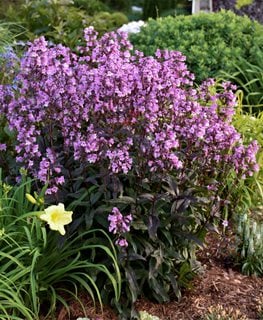 Midnight Masquerade Penstemon, Perennial Plant
Proven Winners
Sycamore, IL