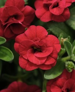 Mini Petunia, Minifamous Double Red
Ball Horticultural Company
Chicago, IL