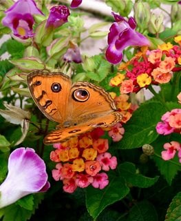 Miss Huff Plant, Butterfly On Flower
Millette Photomedia