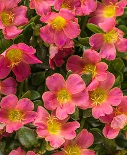Mojave Pink Purslane, Portulaca
Proven Winners
Sycamore, IL