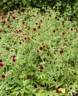 Monarch’s Velvet Potentilla, Potentilla Thurberi, Red Flower
Millette Photomedia