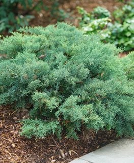 Montana Moss Juniper, Juniperus Chinensis, Low-Growing Evergreen
Proven Winners
Sycamore, IL