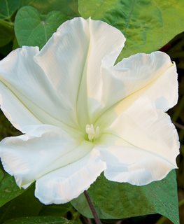 Moonflower, Ipomoea Alba
Garden Design
Calimesa, CA