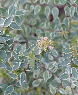 Mucho Gusto Abelia, Abelia X Grandiflora
Proven Winners
Sycamore, IL