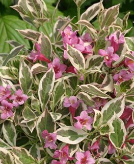 My Monet, Variegated Weigela
Proven Winners
Sycamore, IL