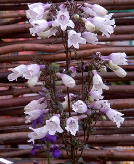 Mystica Plant, Pale Purple Flower
Alamy Stock Photo
Brooklyn, NY