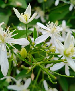 Night Blooming Jasmine, Cestrum Nocturnum
Shutterstock.com
New York, NY