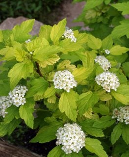 Ninebark Bush, Dart’s Gold
Millette Photomedia