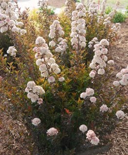 Ninebark, Tiny Wine
Proven Winners
Sycamore, IL