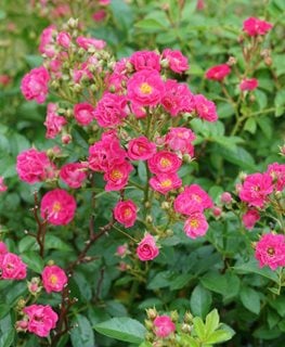 Oso Easy Peasy Rose, Shrub Rose
Proven Winners
Sycamore, IL