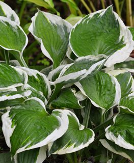 Patiot Hosta, Hosta Plant, White And Green Leaves
Shutterstock.com
New York, NY