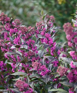 Image of A Pearl Glam Beautyberry plant in a garden setting