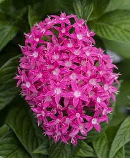 Butterfly Light Lavender pentas