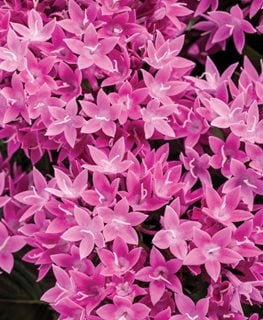 Sunstar Lavender Pentas