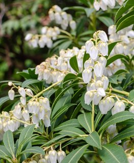 Pieris Japonica 'purity', Andromeda
Shutterstock.com
New York, NY