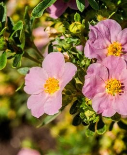Pink Beauty Potentilla, Potentilla Fruticosa, Pink Flower
Shutterstock.com
New York, NY