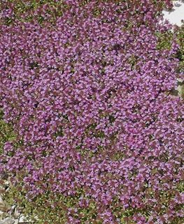 Pink Chintz Creeping Thyme